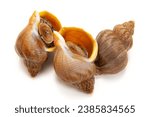 Small photo of Hokkaido whelk on a small plate on a white background