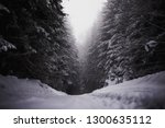 dark moody snow forest covered with snow. snowy wood forest.