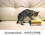 Kitten Drinking From The Cup Of ...