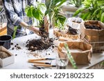Small photo of Woman gardener hands transplant variegated monstera with scattered soil ground garden tools on table closeup. Female enjoy floral botanical hobby houseplant home unusual flower growth and care