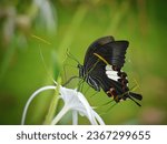 Small photo of Red Helen - Papilio Family - close shot of Red Helen Butterfly