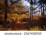 Warm autumn forest landscape with rich autumn colours and warm rays of sunshine in fall season with bridge