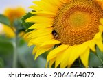 a bumblebee covered in pollen... | Shutterstock . vector #2066864072