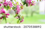 blooming branches of a... | Shutterstock . vector #2070538892