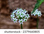 Small photo of Chive flowers (Allium tuberosum Rottler ex Spreng. and A. ramosus), or chives and chive leaves, are known as leaf vegetables. Chives are rarely used in Indonesian dishes.