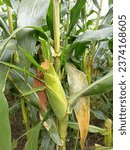 Small photo of Superior seeds of super sweet corn Bonanza hybrid F1