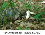 Turtle Eating Mushroom In A...