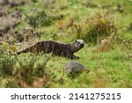 An isolated otter walking...
