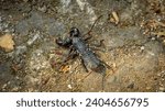 Small photo of Mastigoproctus giganteus, the giant whip scorpion, also called the giant vinegaroon or grampus, is a species of whip scorpions in the family Thelyphonidae