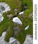 Small photo of Moss is single-celled algae that clings to areas with flowing water. Some cling to wet areas. These algae will come and take hold. become a green patch