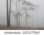 Small photo of Phu Soi Dao National Park, Uttaradit, north of Thailand mountain