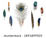 Set Of Bright Bird Feathers....