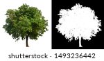 Single Tree With Clipping Path...