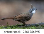 Small photo of Nature wildlife of Penan Bulbul bird on deep Rainforest jungle