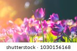 Group Of Colorful Tulip. Purple ...