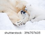 Female polar bear playing with her little cub on the snow