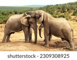 Small photo of Elephants shoving each other in a test of strength