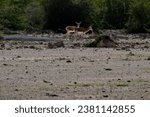 Small photo of A serene image of a herd of gazelles grazing in the lush green fields of Kish Island, Iran. The gazelles are small and graceful, and they move with a gentle gait.