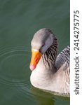 Small photo of This close-up portrait of a white goose with striking blue eyes and an orange beak against the backdrop of a serene lake exudes elegance and grace. The goose's serene gaze and unruffled demeanor.....