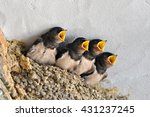 Swallows  Babies In The Nest