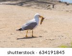 Gull With A Big Fish In The Beak