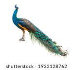 Indian Peafowl  Blue Peafowl On ...