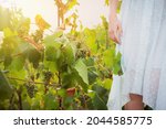 Woman walking and picking wine grapes in a light blue simple dress in a vineyard. Sunset light, soft selective focus. Knee level shot