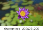 Small photo of Selective focus of Egyptian Lotus Nymphaea or previously Nymphaea caerulea, known primarily as blue lotus or blue Egyptian lotus but also blue water lily or blue Egyptian water lily