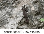 Gecko stuck to a rock cliff in...