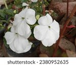 
*Impatiens* Annuals, Perennials, Shade-Loving

The flowers, which may be purple, yellow, pink, red, or white, are irregular in shape and arise from the leaf axils; they may be solitary or in small cl