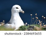 Small photo of Fulmar on land close up