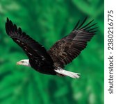 Small photo of Bald eagles are a charismatic and iconic species, and their resurgence in the wild serves as a testament to the success of conservation efforts in the United States