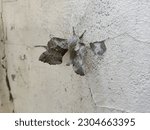 Poplar Hawk moth. Laothoe populi. Big hawker. night butterflies. antennae and butterfly wings. hawker on hand.