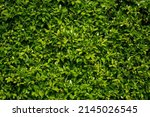 Green leaves, walls and fences planted with evergreen trees instead of concrete.
