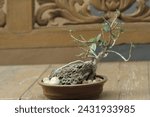 Small photo of Mame bonsai is beautiful to look at