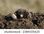 Small photo of Mole animal images. From close-ups of these charming creatures in their natural habitat to playful mole interactions, our stock photos capture the beauty of moles in exquisite detail.