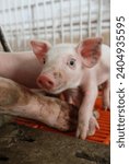 Cute piglet in the farm in...