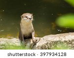 An Oriental Small Clawed Otter  ...