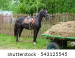 Racehorse. The Black Horse...