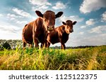 Beefmaster Cattle Standing In A ...