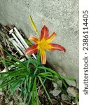 Small photo of Hemerocallis fulva. Lilies of the day. Antedated lily. Tobacco lily. Lily flowers. Flowers for the terrace. Flowers for the home or office.