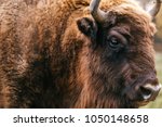 Bull bison closeup portrait in western europe zoo. Furry brown danferous herbivore animal habits in summer ooutdoor on field in wild nature. Buffalo wildlife. Head with horns. Funny muzzle looking