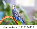 A Beautiful Wavy Parrot Of Blue ...