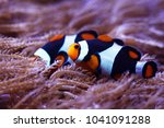 Hybrid clownfish (Amphiprion percula X A. ocellaris)