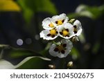 Small photo of Broadleaf arrowhead (Sagittaria latifolia) an aquatic plant commonly grow in water