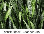 snake plant or mother-in-law's tongue (Sansevieria trifasciata)