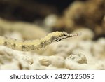 Small photo of Reeftop or messmate pipefish (Corythoichthys haematopterus)