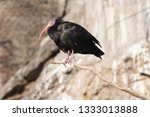 The Northern Bald Ibis  Hermit...