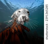 Small photo of Eye level with a Grey seal (Halichoerus grypus) just above fronds of kelp. The seal's whiskers are very prominent.