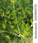 Small photo of anise, aniseed, biology, butterflies, crude, essential, extract, farm, fatty, fennel, fennel crop, farm flora, garden, green fennel, herbaceous, lepidoptera, licorice, moths